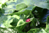 podophyllum pleinantha -9